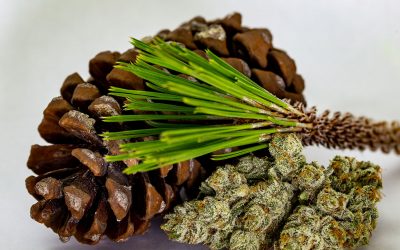 COMMON TERPENES IN CANNABIS/HEMP AND THEIR EFFECTS