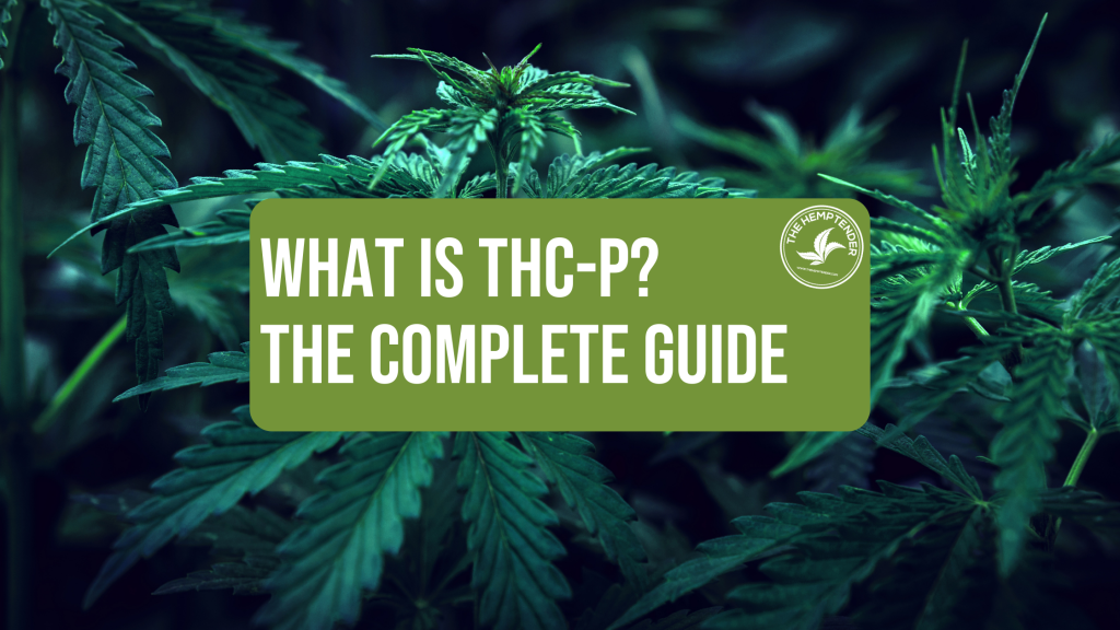 everything you need to know about thc-p by The Hemptender