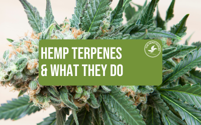 The Top 8 Hemp Terpenes and What They Do