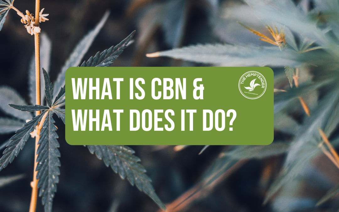 What is CBN and what does it do blog cover image with a hemp plant background