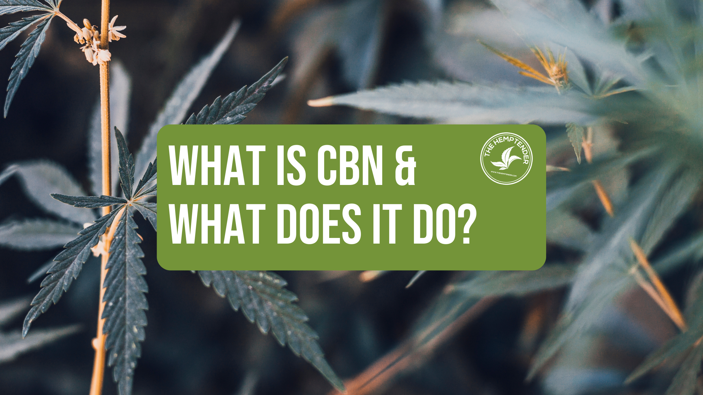 What is CBN and what does it do blog cover image with a hemp plant background