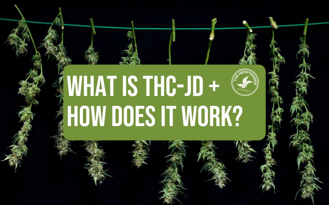 hanging hemp branches on black background with a blog overlay reading What Is THC-JD and How Does It Work?
