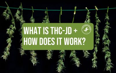 What is THC-jd and How Does It Work?