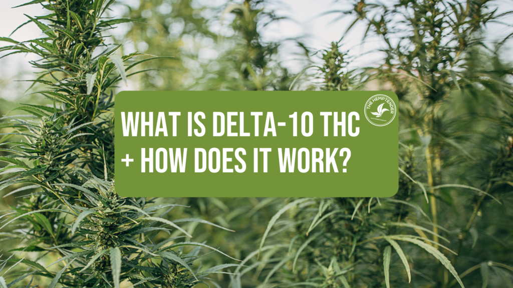 hemp plants in a field with text that says what is delta 10 thc and how does it work