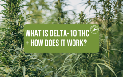 What is Delta-10 THC and How Does it Work?