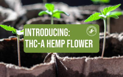 Introducing THCa Flower at The Hemptender