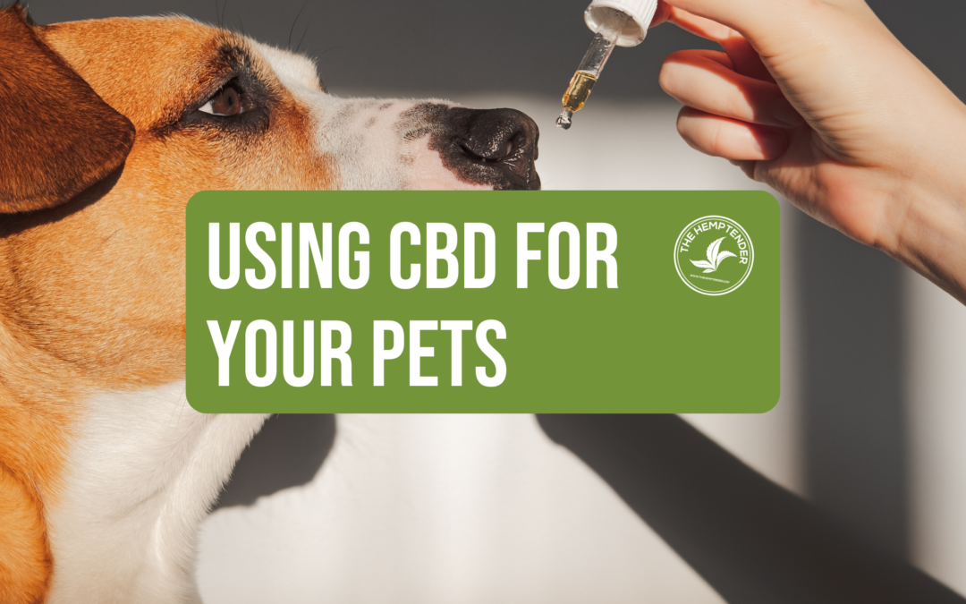 photo of a dog with cbd oil and text that reads using cbd for your pets