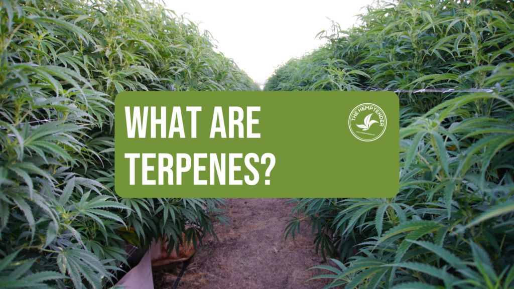 Learn more about the terpenes found in hemp