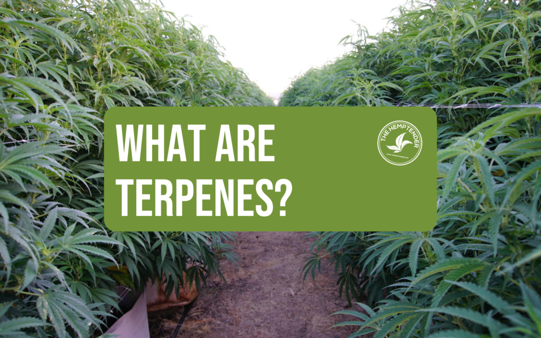 Learn more about the terpenes found in hemp