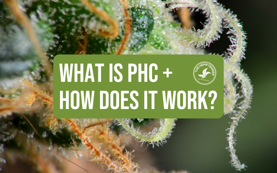 PHC cannabinoid information on cannabis macro background