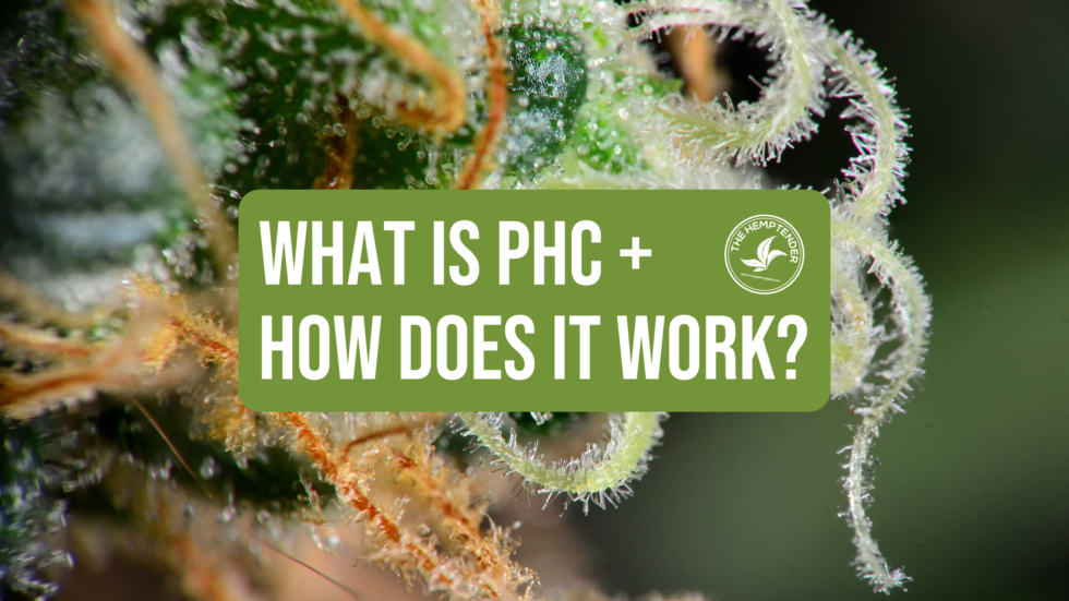 PHC Cannabinoid: Everything You Need To Know - The Hemptender