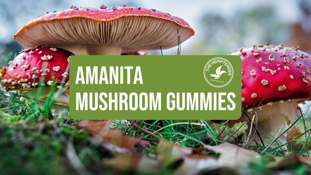 amanita mushroom gummies at the hemptender