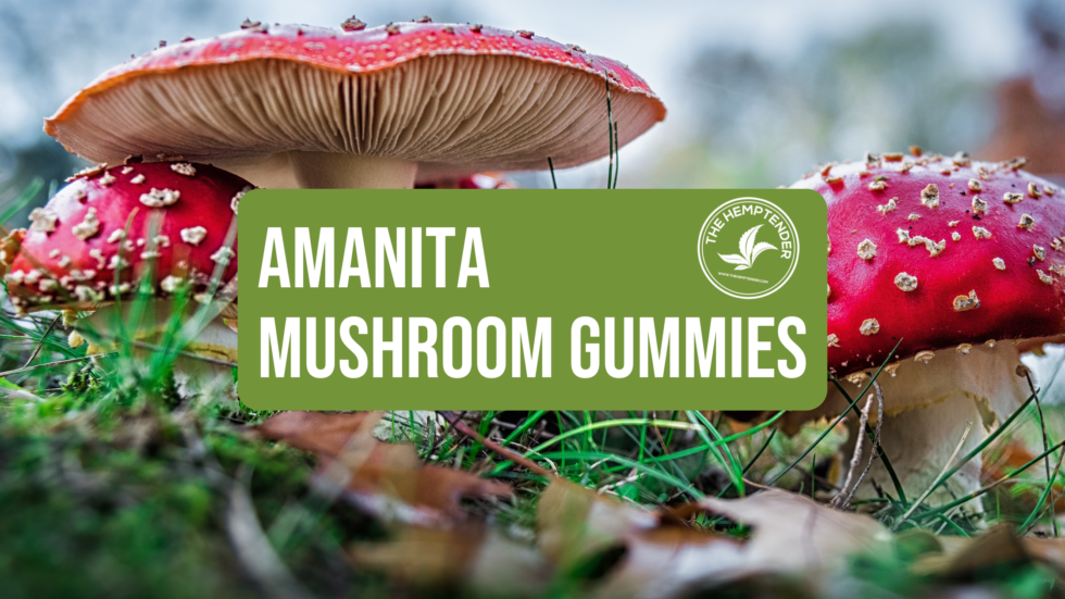 Take A Trip With Amanita Mushroom Gummies The Hemptender