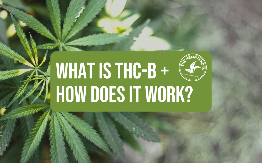 A close up photo of a hemp plant on a green background with text that reads "What is THC-B + How Does it Work?"