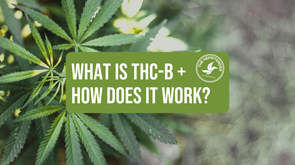 What Is THC-B And How Does It Work? - The Hemptender