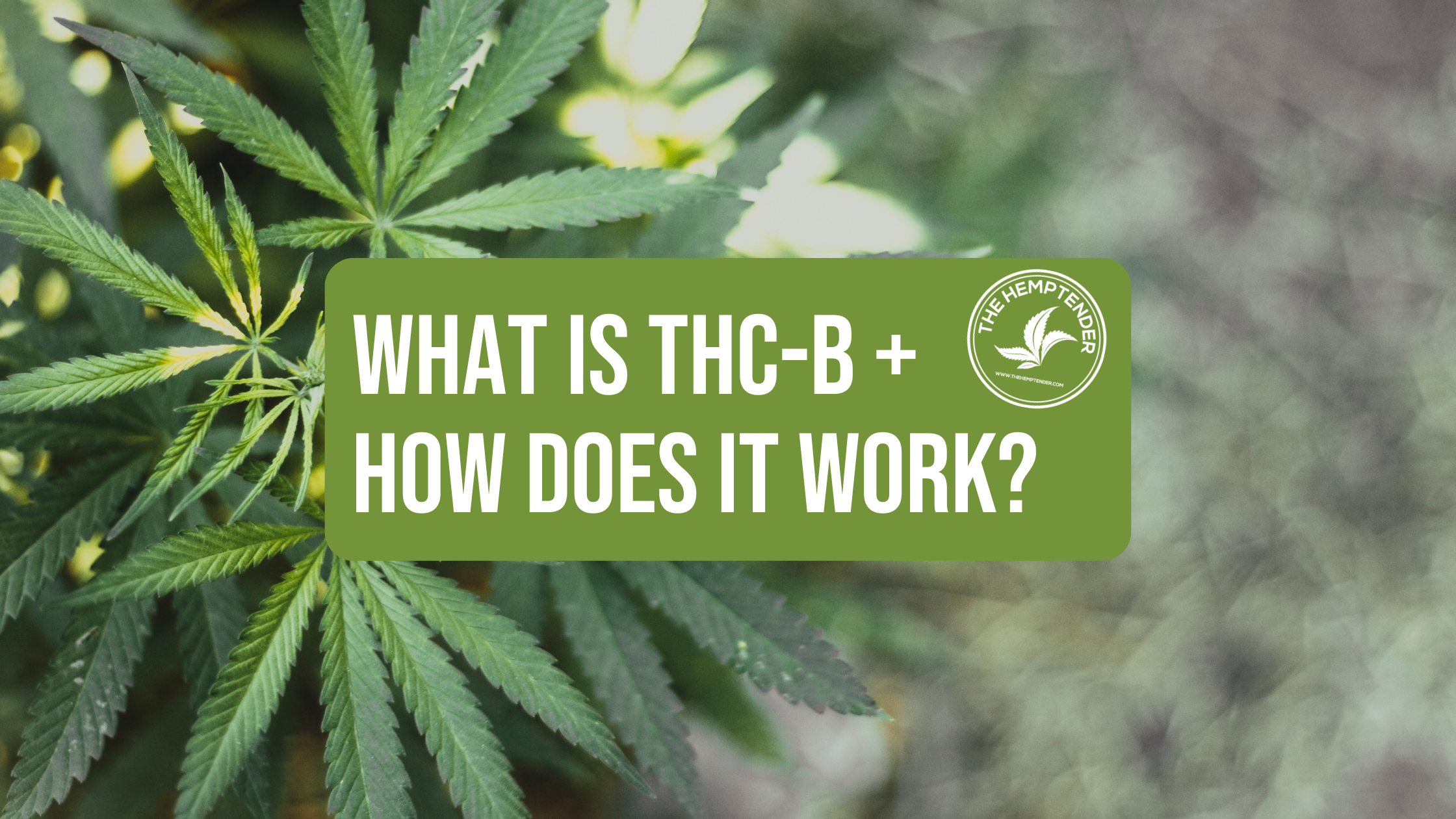 A close up photo of a hemp plant on a green background with text that reads "What is THC-B + How Does it Work?"
