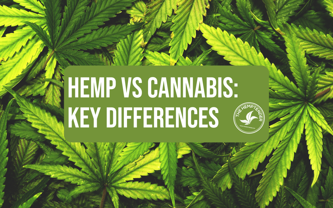 text that reads "hemp vs cannabis: Key differences" on a background of hemp leaves