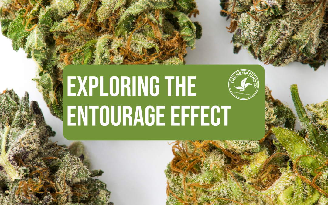 a photo of cannabis nugs up close on a white background with text that reads "exploring the entourage effect"