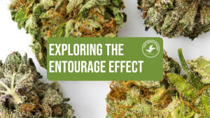 a photo of cannabis nugs up close on a white background with text that reads "exploring the entourage effect"