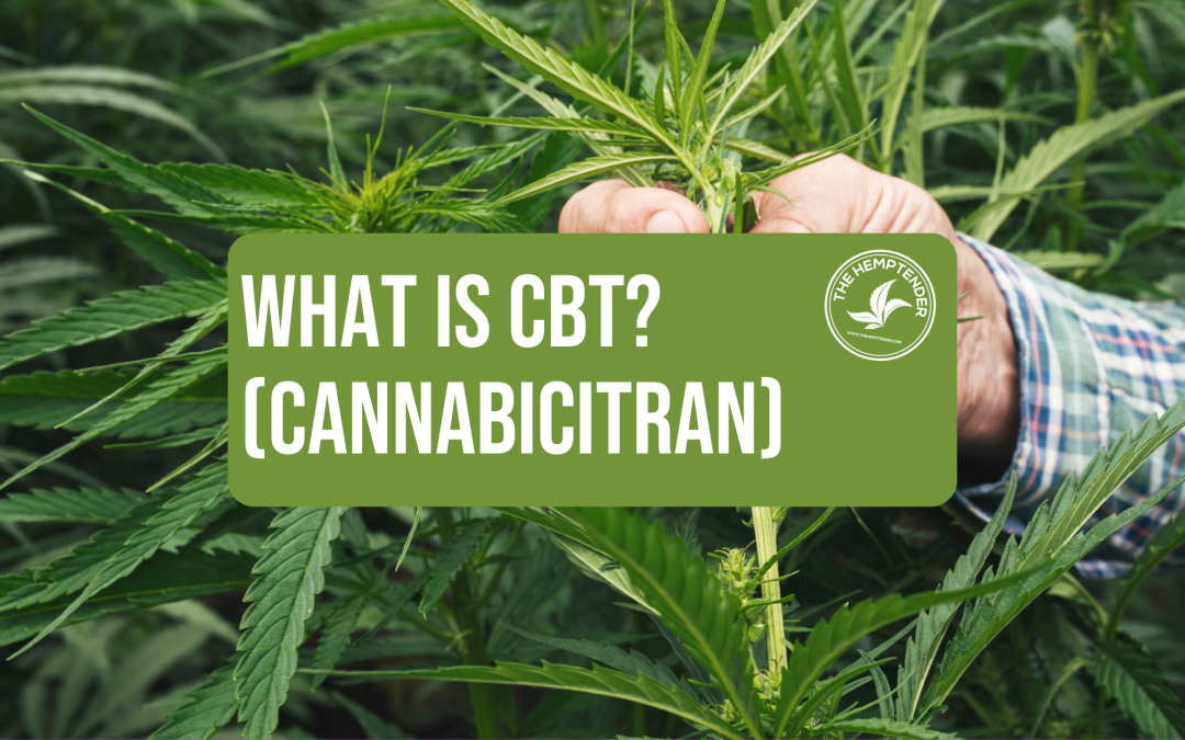 a man holding a hemp plant to observe its flowers with text that reads "what is CBT? cannabicitran"