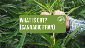 a man holding a hemp plant to observe its flowers with text that reads "what is CBT? cannabicitran"