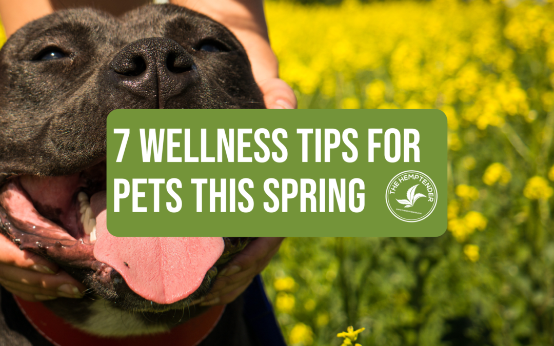 a smiling pitbull dog in a field of yellow flowers with text that reads "7 wellness tips for pets this spring"