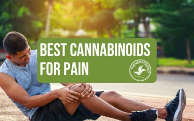 The Best Hemp-Derived Cannabinoids for Pain and Recovery