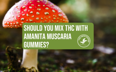 Should You Mix THC with Amanita Muscaria Gummies?