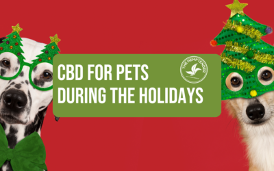 Supporting Your Pets with CBD During Holiday Stress